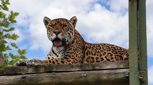 Jaguar resting on a raised wooden platform at The Big Cat Sanctuary in Kent